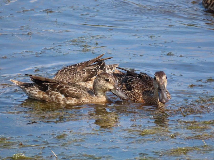 Blue-winged Teal - Ruth Bergstrom