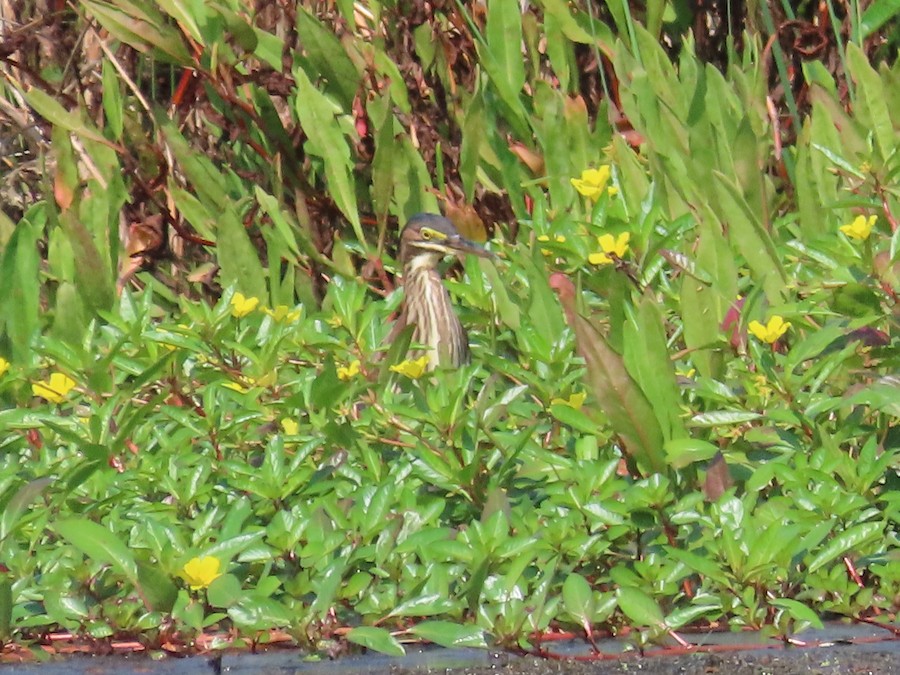 Green Heron - Ruth Bergstrom