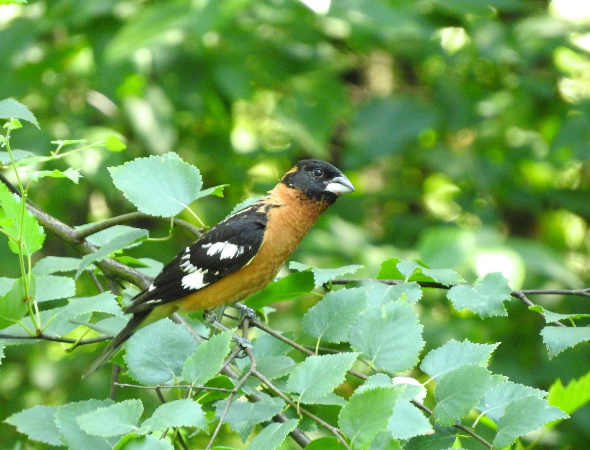 Black-headed Grosbeak - ML62371091