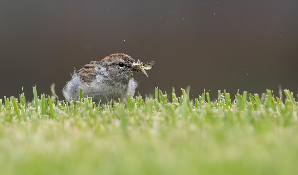 Chipping Sparrow - Pranav Gokhale