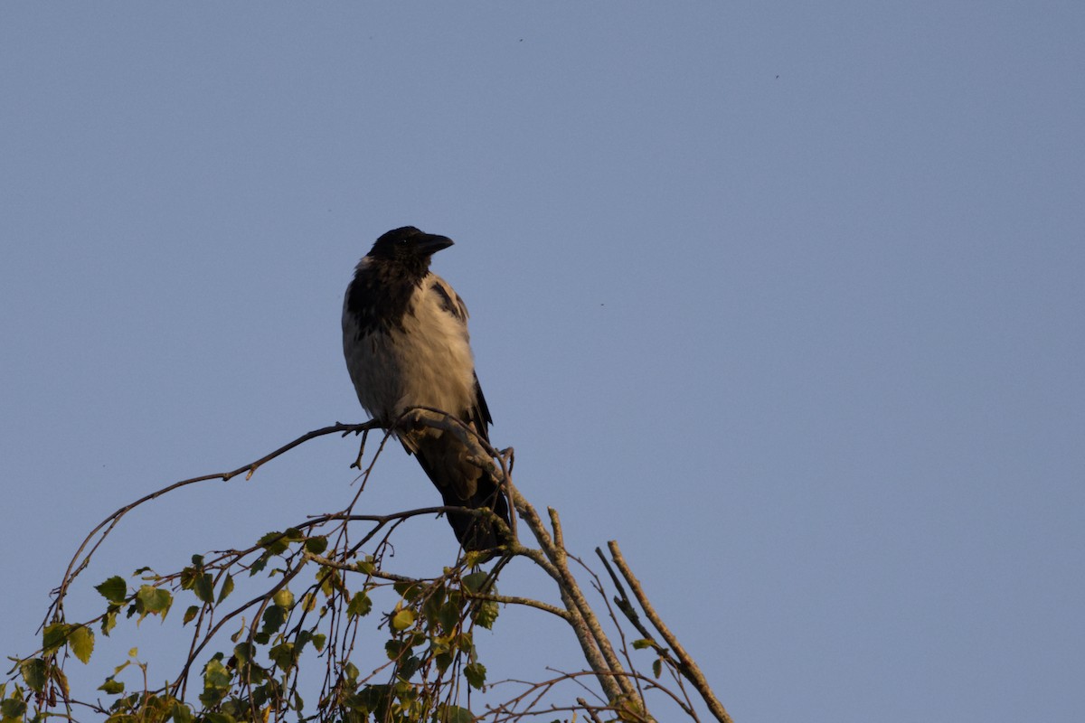 Hooded Crow (Hooded) - ML623710940