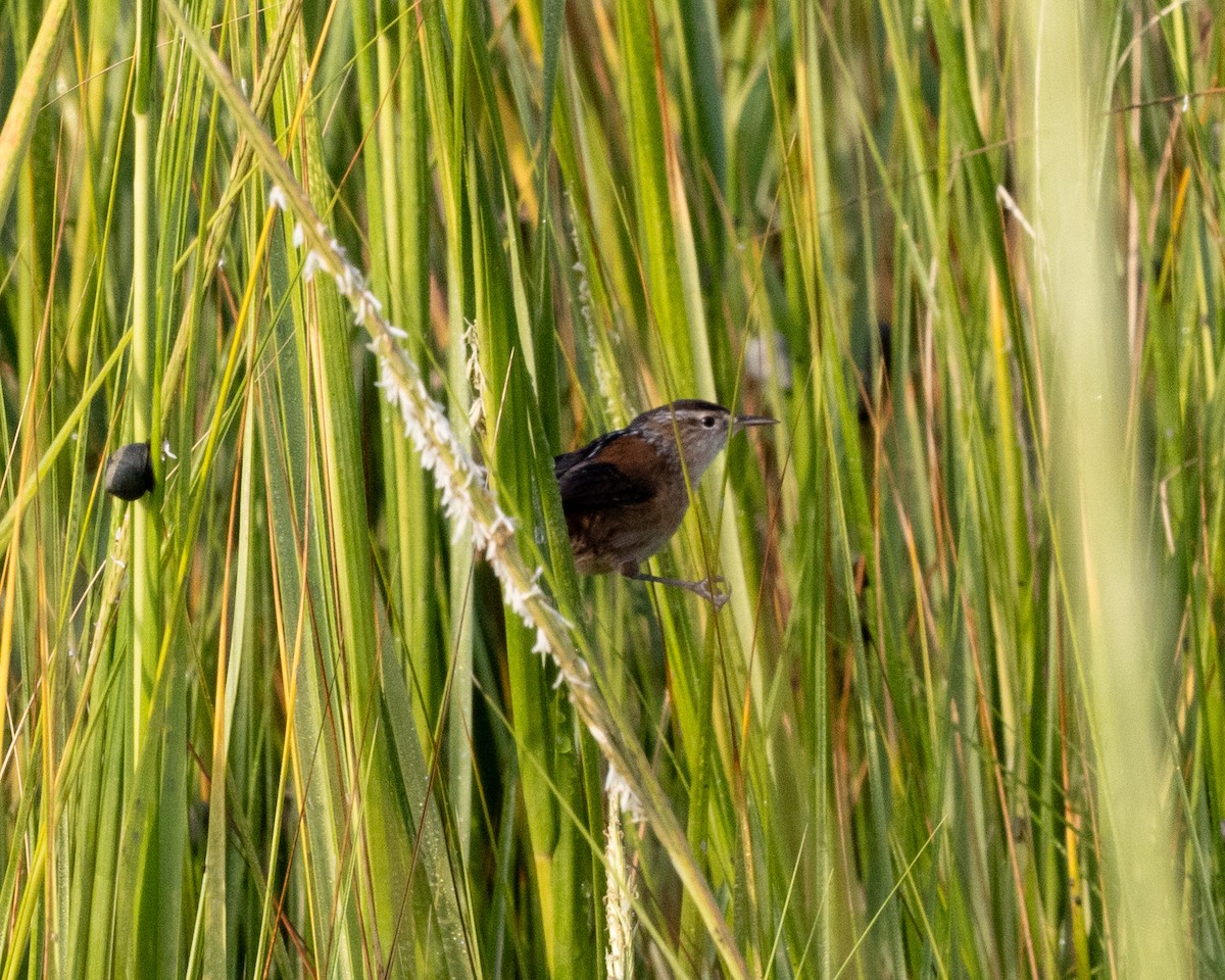 Marsh Wren - ML623711020