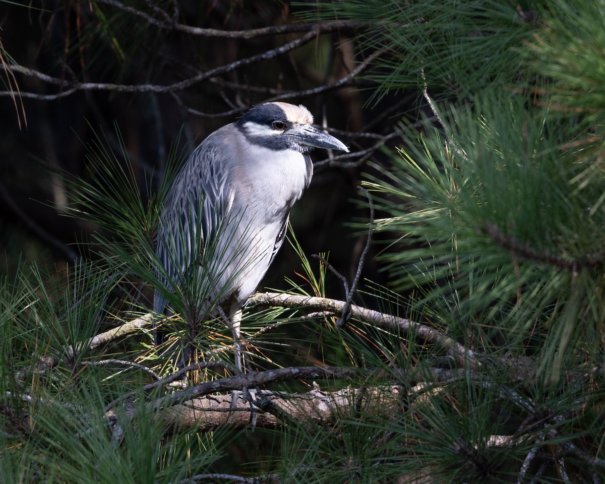 Yellow-crowned Night Heron - ML623711029