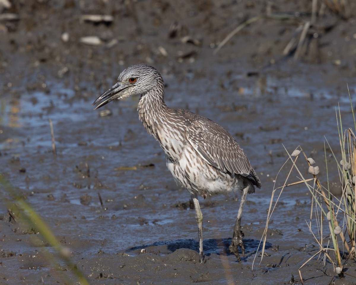 Yellow-crowned Night Heron - ML623711030