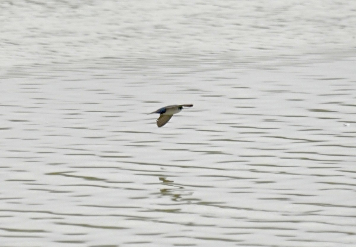 Blue-and-white Swallow (peruviana) - ML623711099