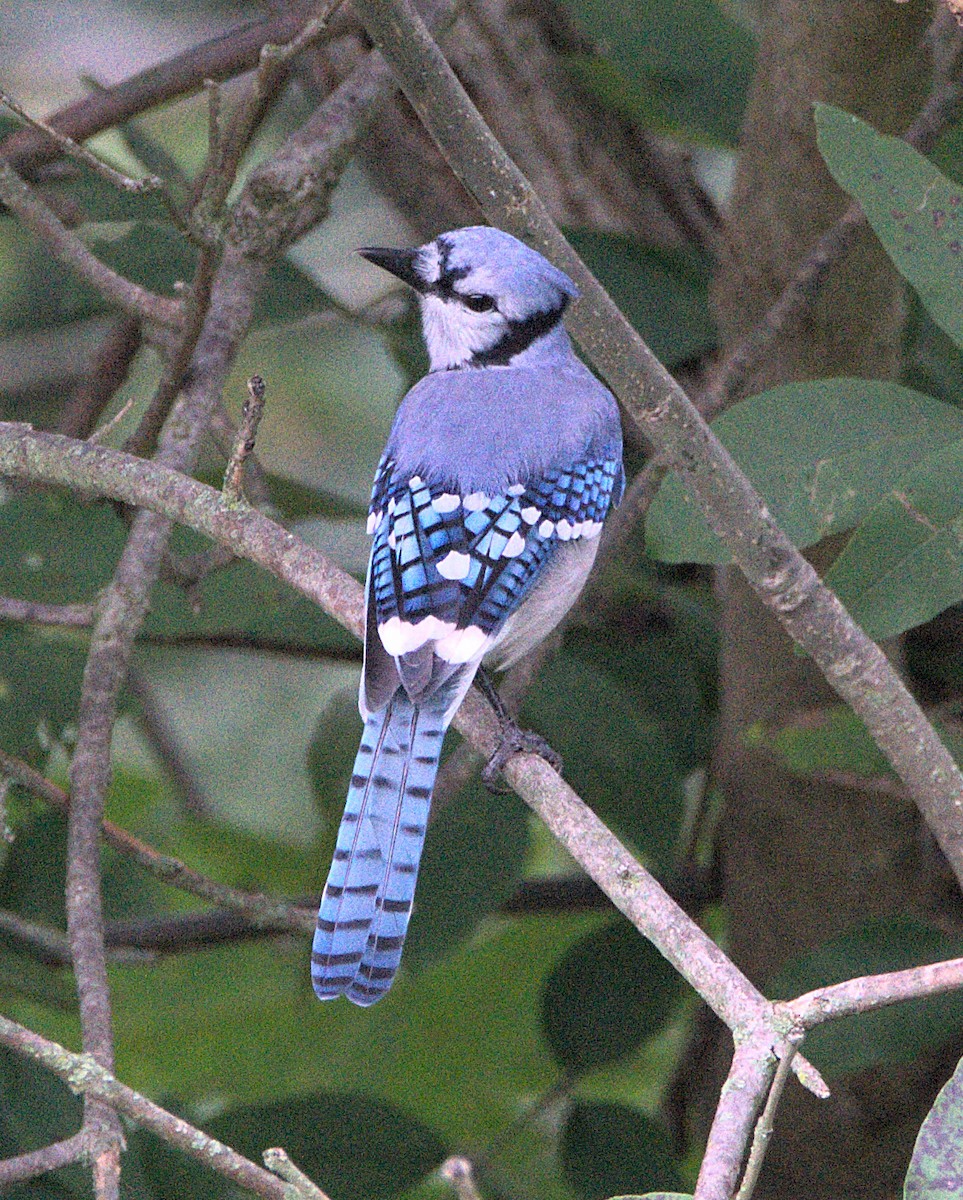 Blue Jay - ML623711126