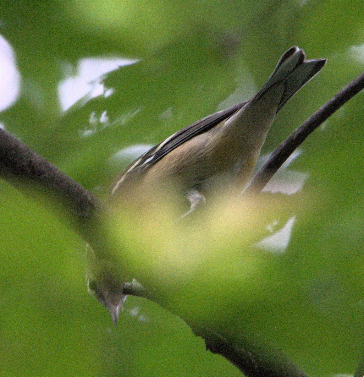 Bay-breasted Warbler - ML623711138