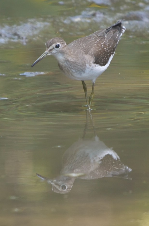 Solitary Sandpiper - ML623711177