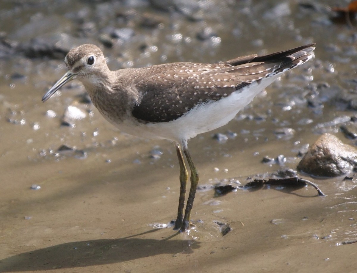 Solitary Sandpiper - ML623711178