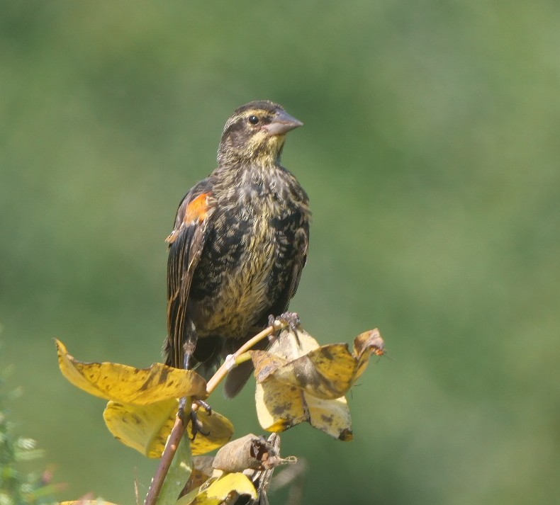 Red-winged Blackbird - ML623711196