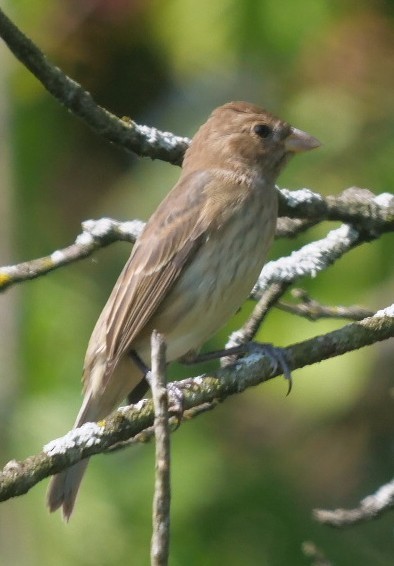 Indigo Bunting - ML623711226