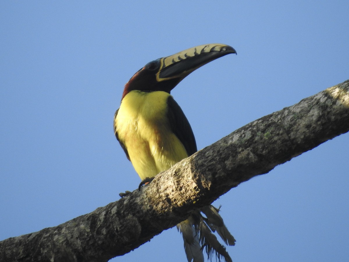 Lettered Aracari - ML623711234