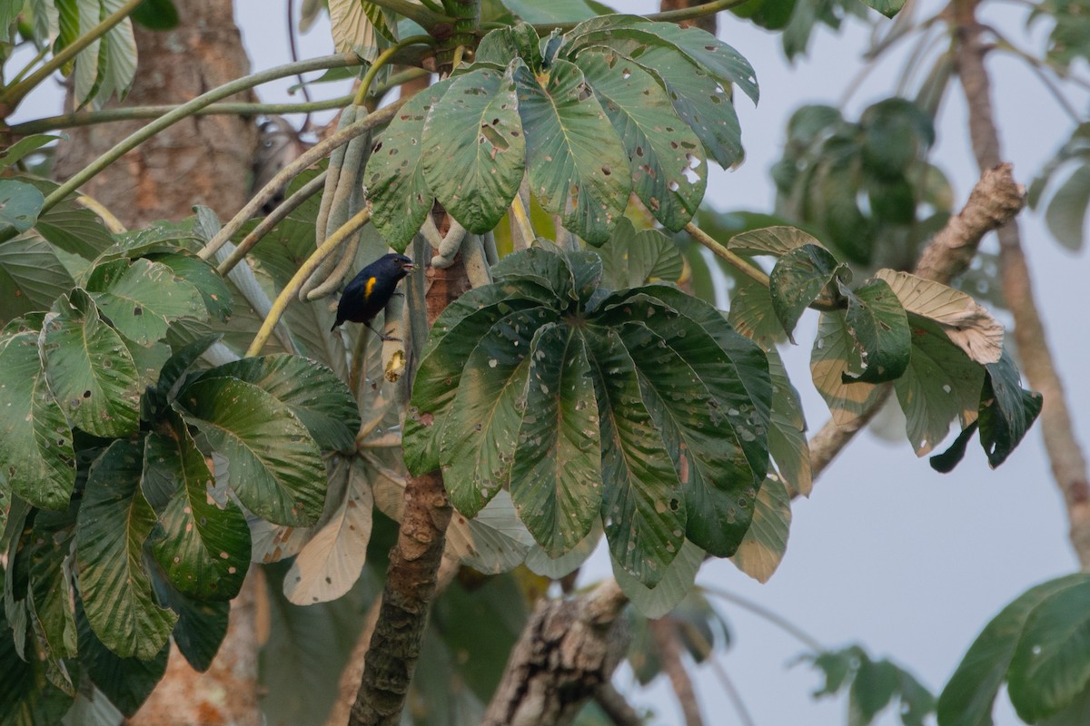 Chestnut-bellied Euphonia - ML623711286