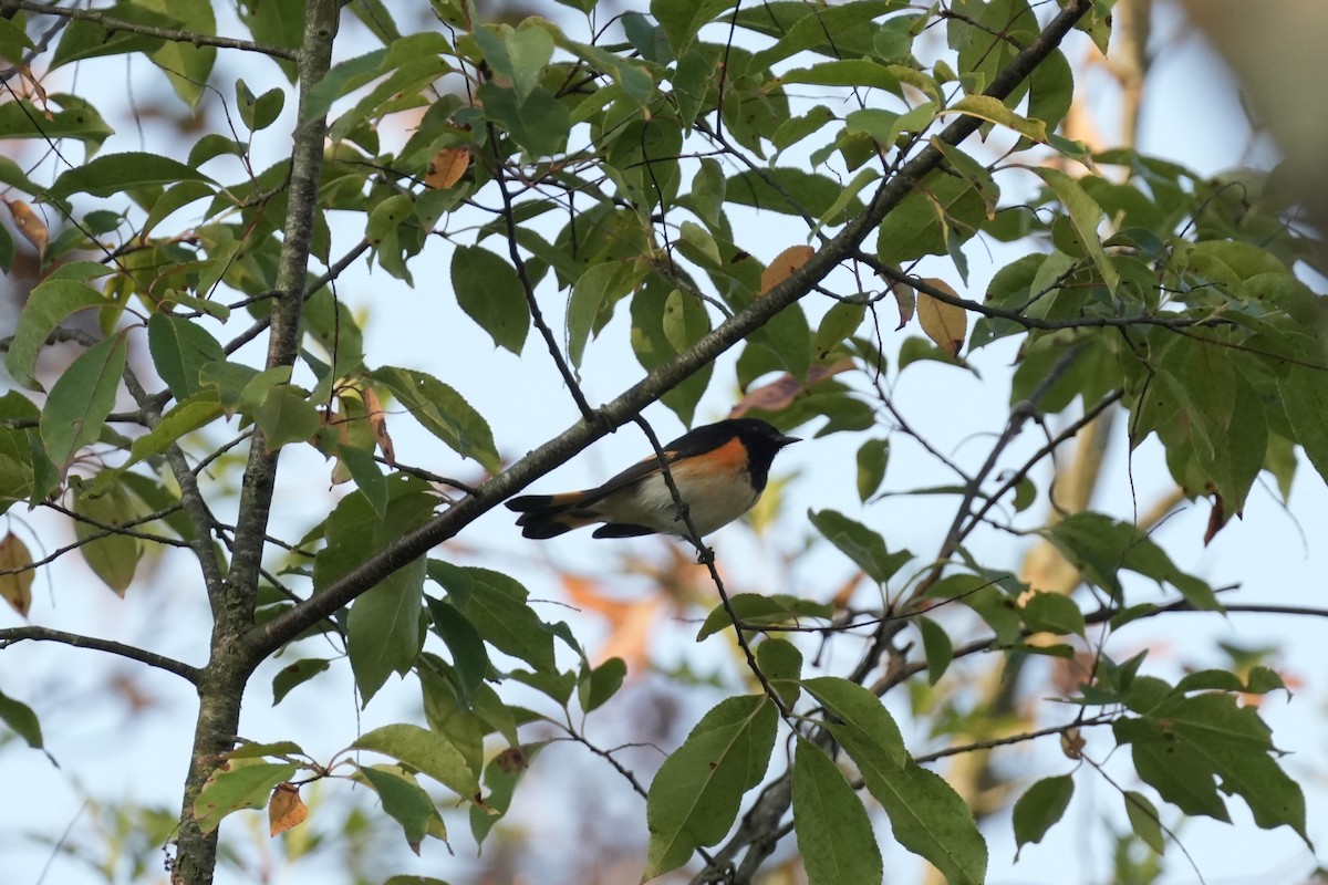 American Redstart - Matt Myers