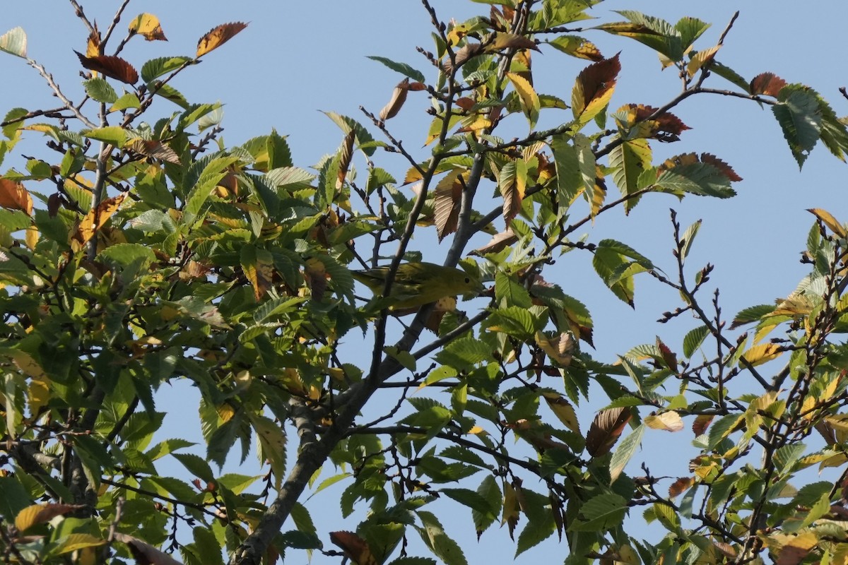 Yellow Warbler - Matt Myers