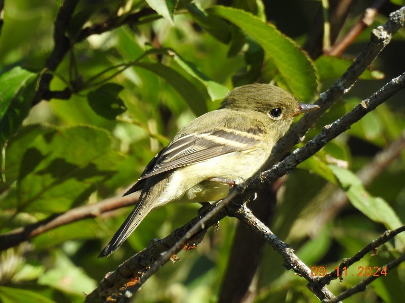 Yellow-bellied Flycatcher - ML623711384