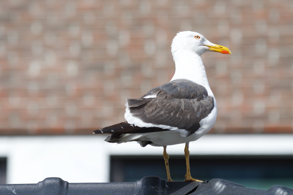 Lesser Black-backed Gull - ML623711400