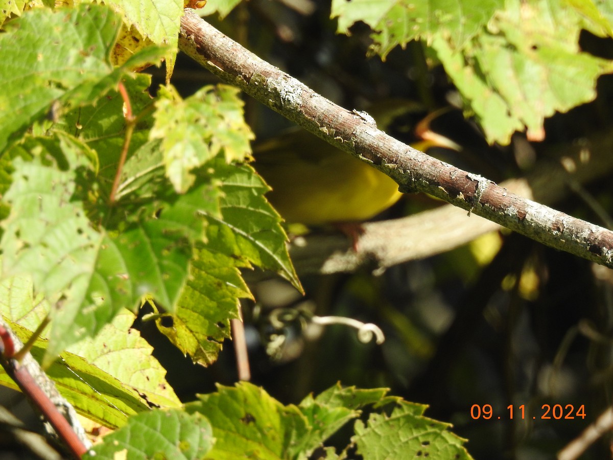 Common Yellowthroat - ML623711408