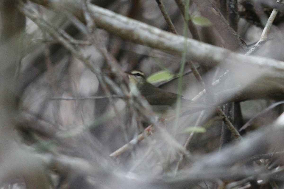 Swainson's Warbler - ML623711418