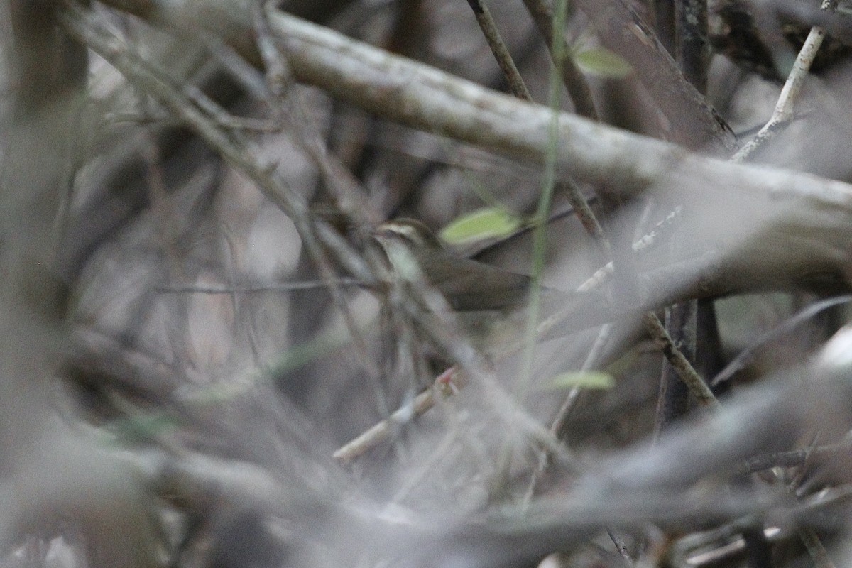 Swainson's Warbler - ML623711419