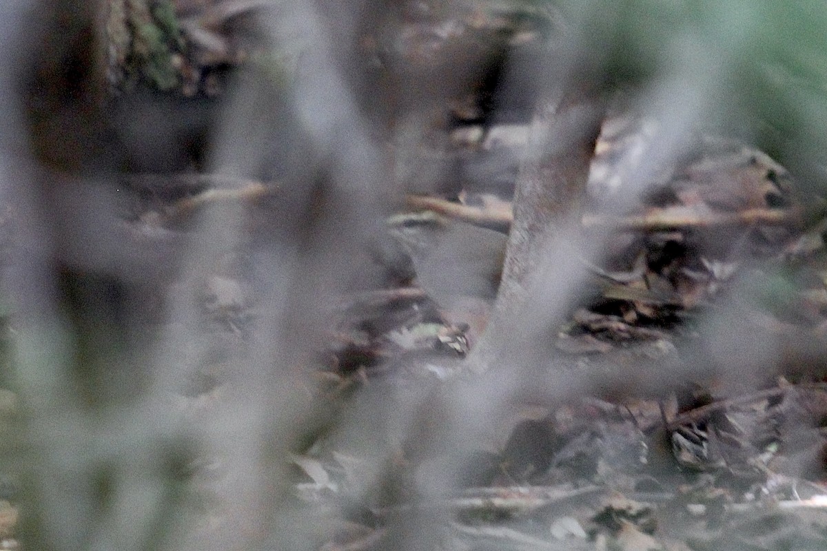 Swainson's Warbler - ML623711420