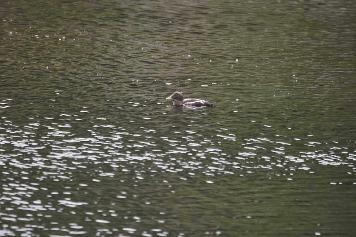 Common Eider - ML623711424