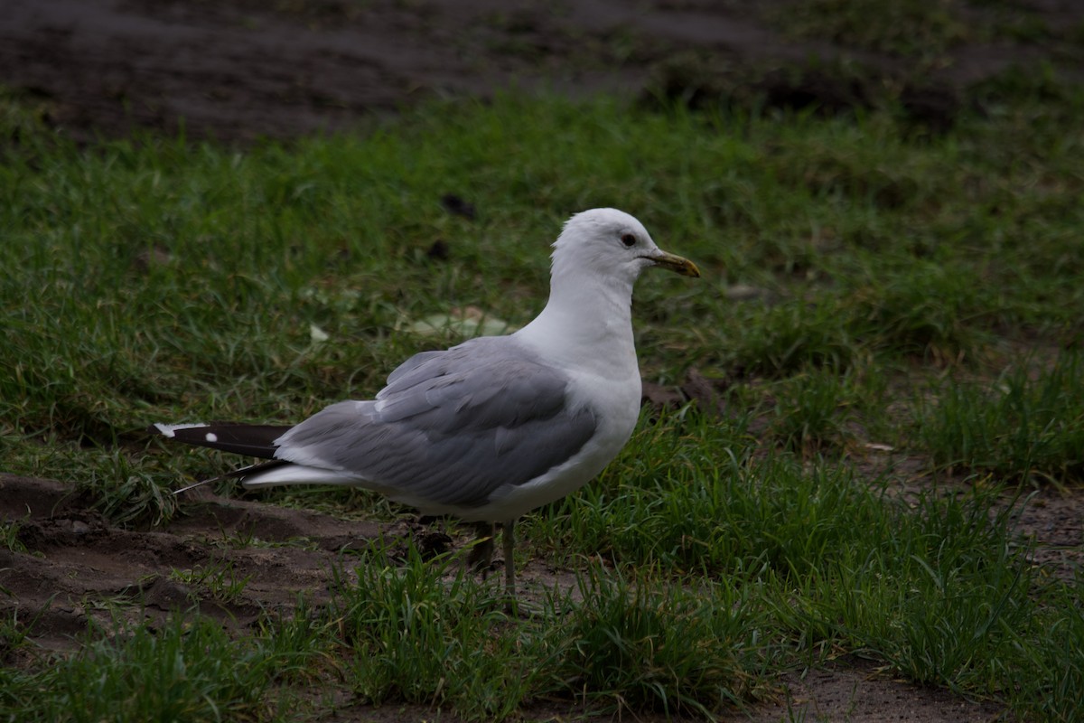 Common Gull - ML623711431