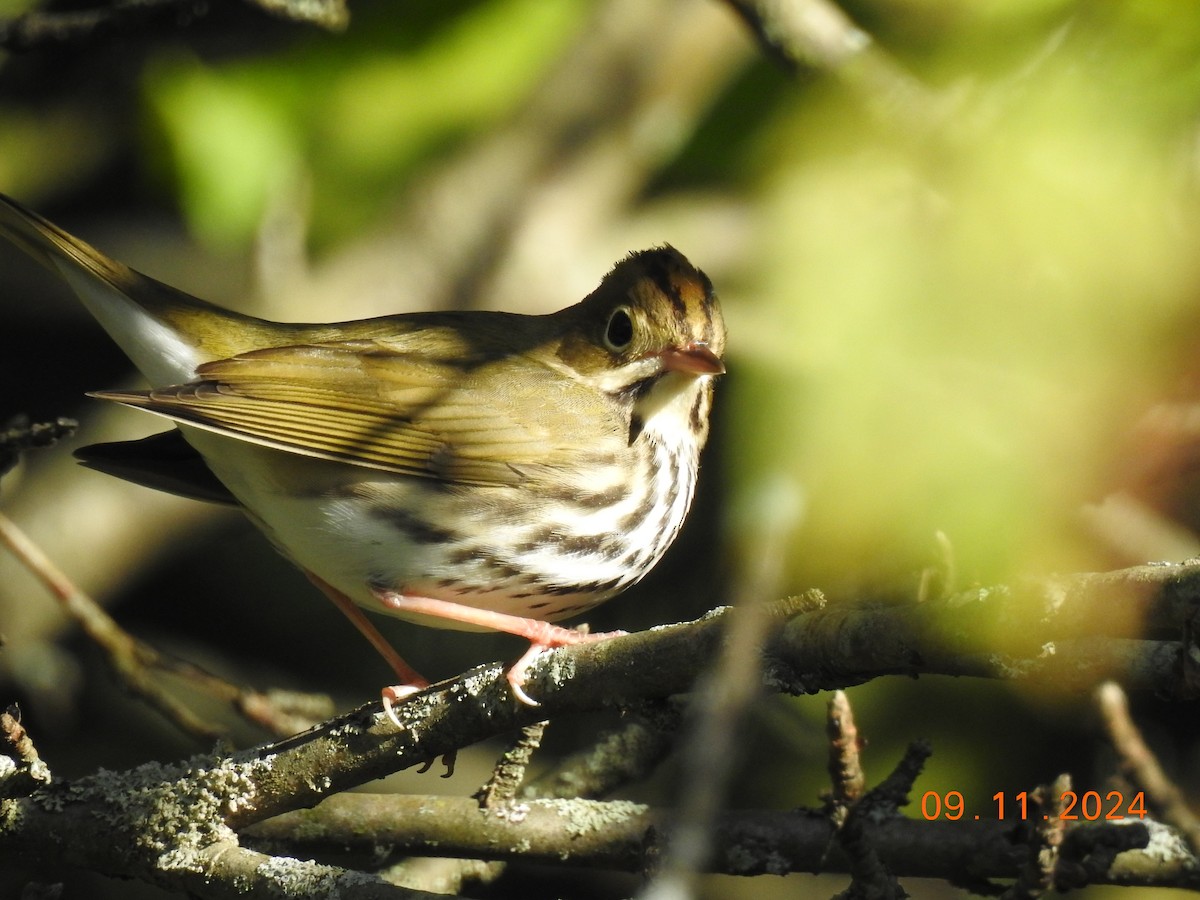 Ovenbird - ML623711435