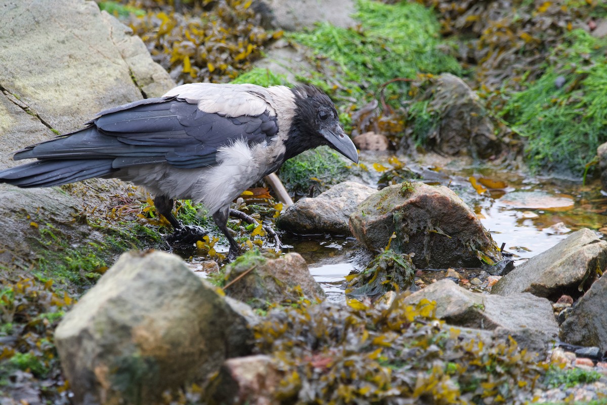 Hooded Crow - Marcus England