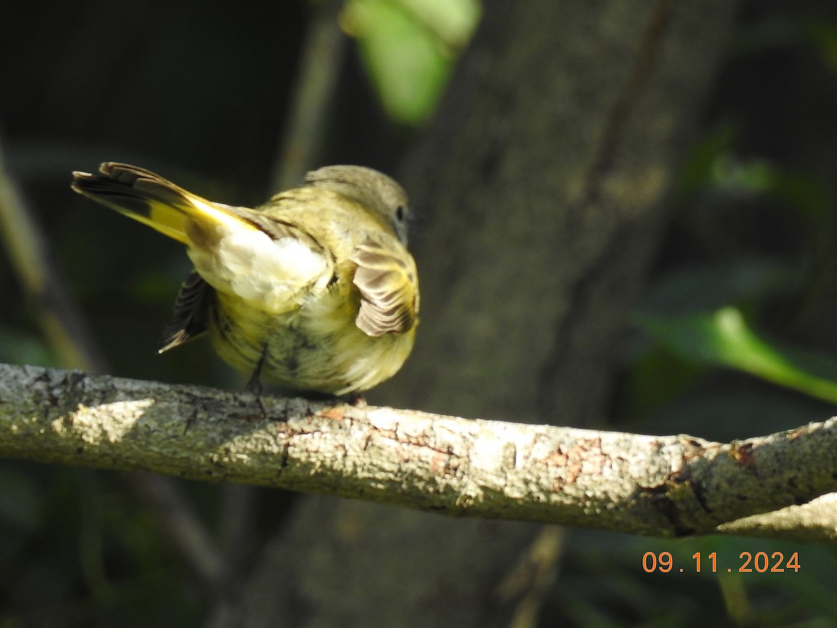 American Redstart - ML623711446