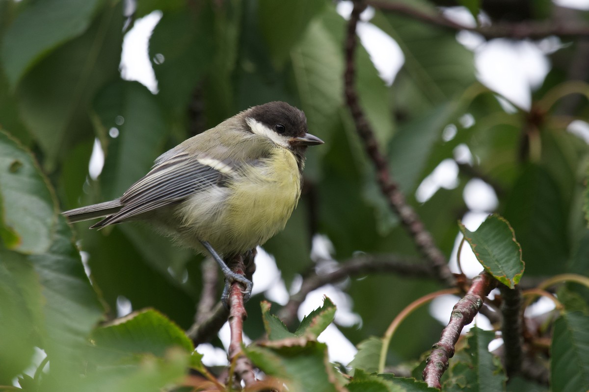 Great Tit - ML623711451