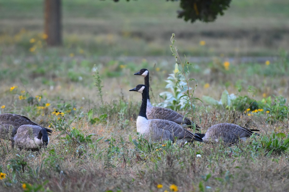 Canada Goose - ML623711458