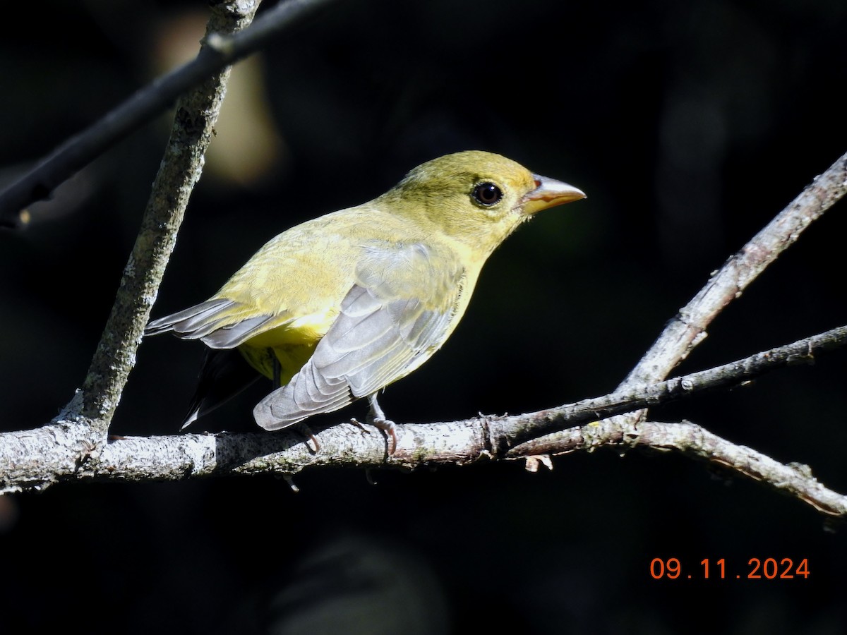 Scarlet Tanager - ML623711470