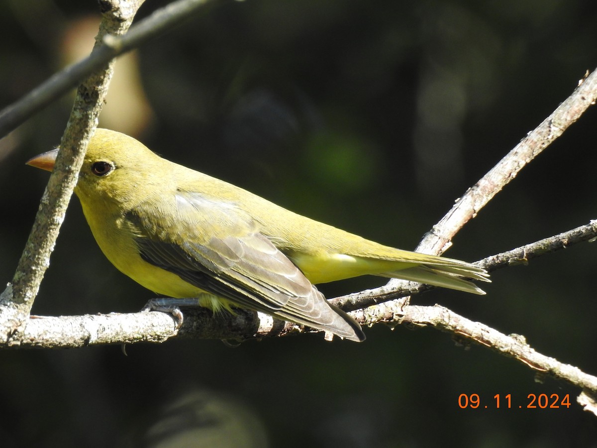 Scarlet Tanager - Dorothy Dunlap