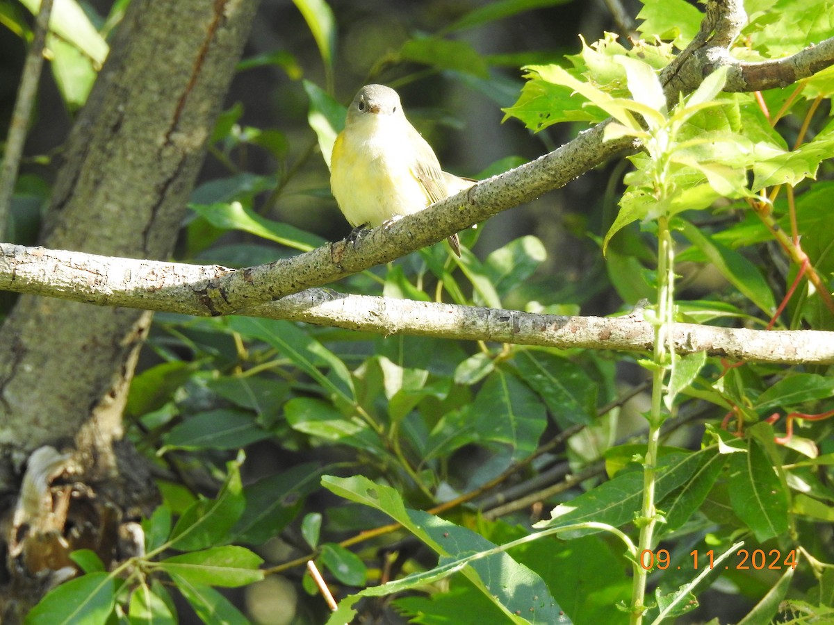 American Redstart - ML623711506