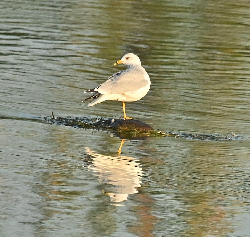 Ring-billed Gull - ML623711513