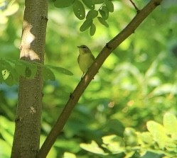 Philadelphia Vireo - ML623711525