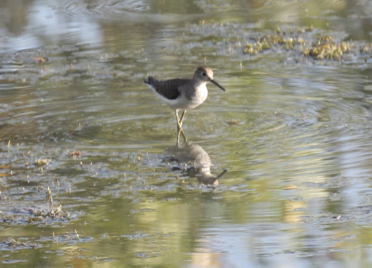 Solitary Sandpiper - ML623711568