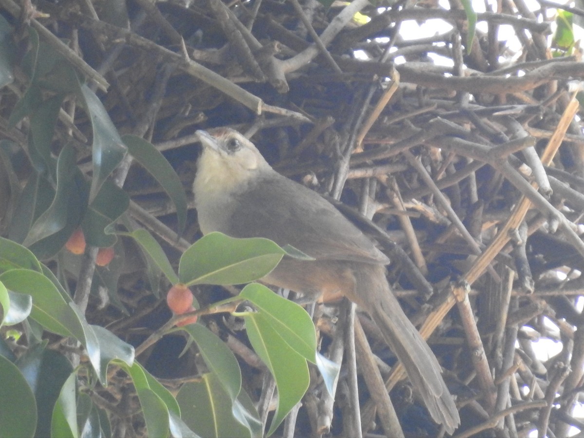 Rufous-fronted Thornbird - David Cristóbal Huertas