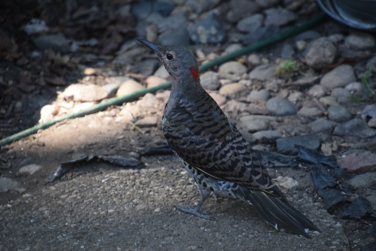 Northern Flicker - ML623711606