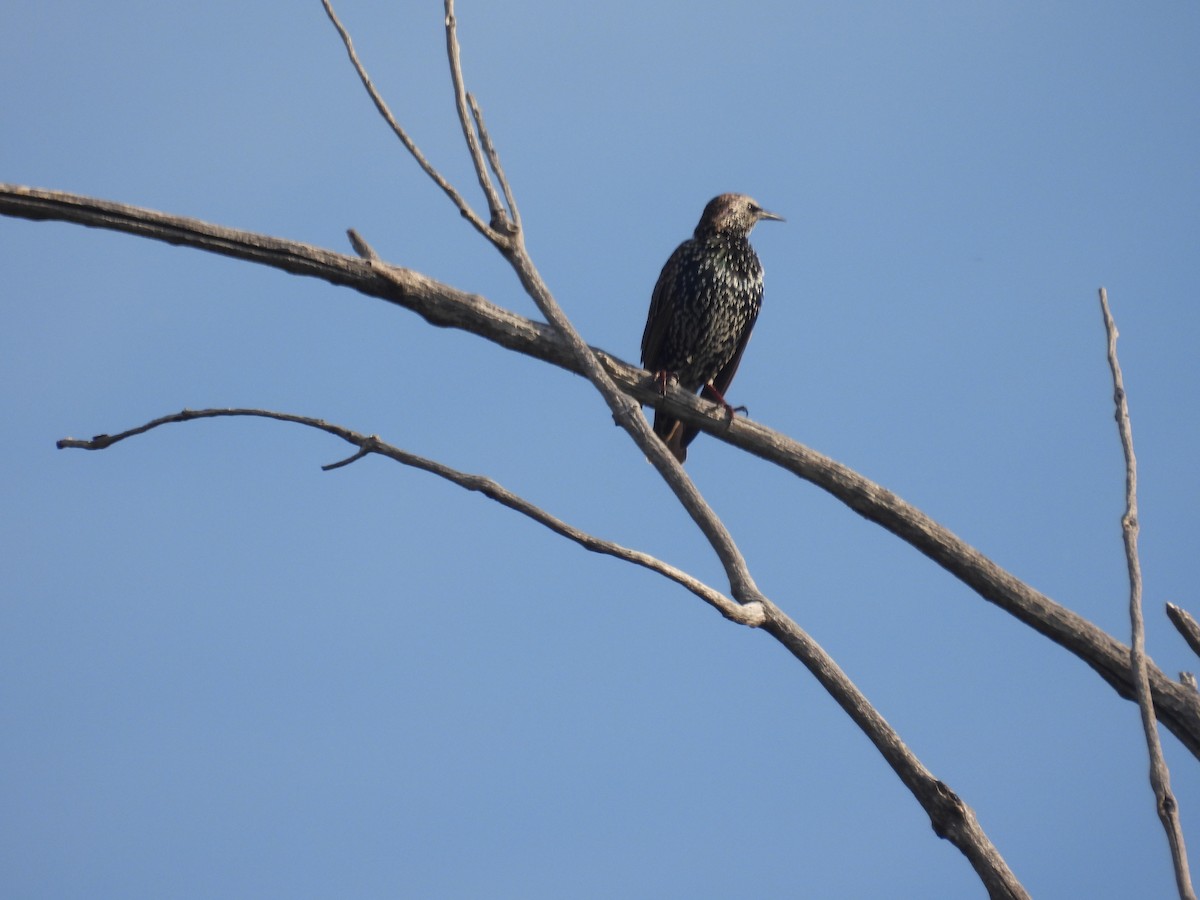 European Starling - ML623711631