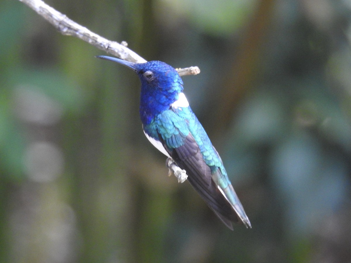 White-necked Jacobin - ML623711635