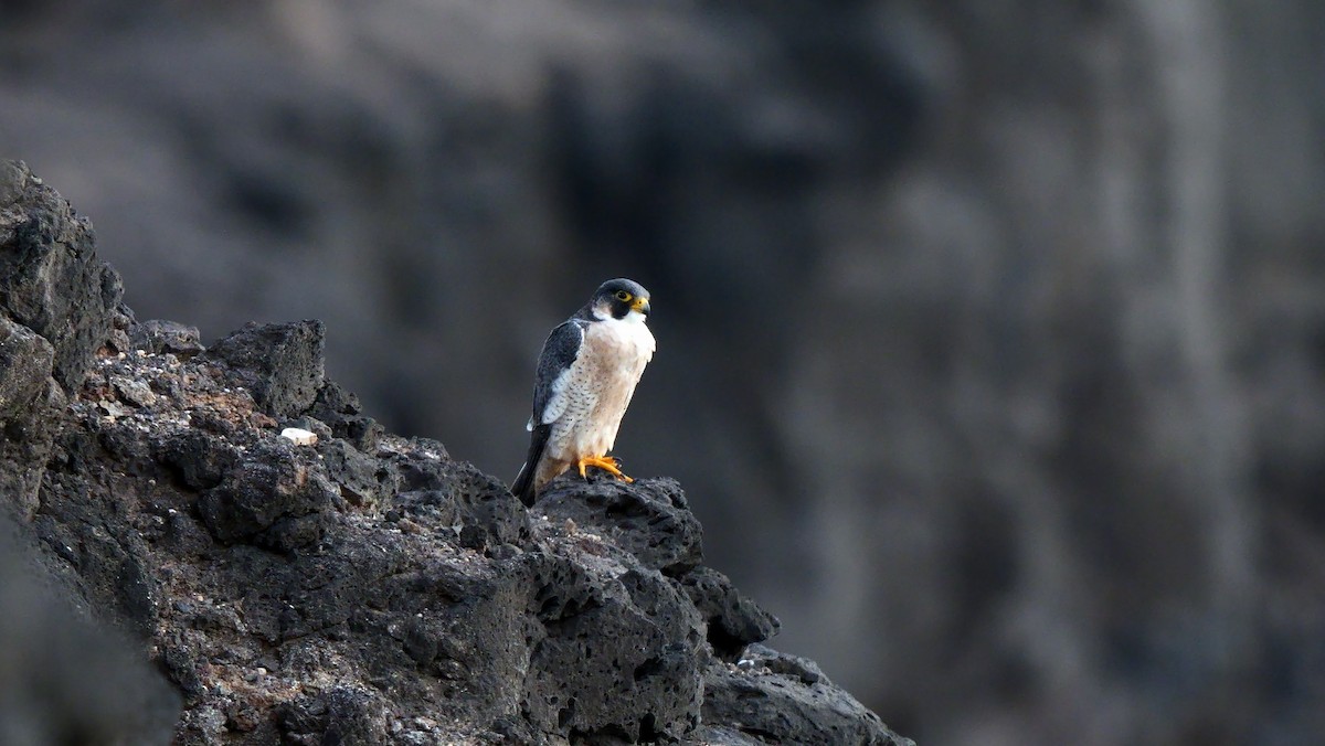 Peregrine Falcon (Barbary) - ML623711645