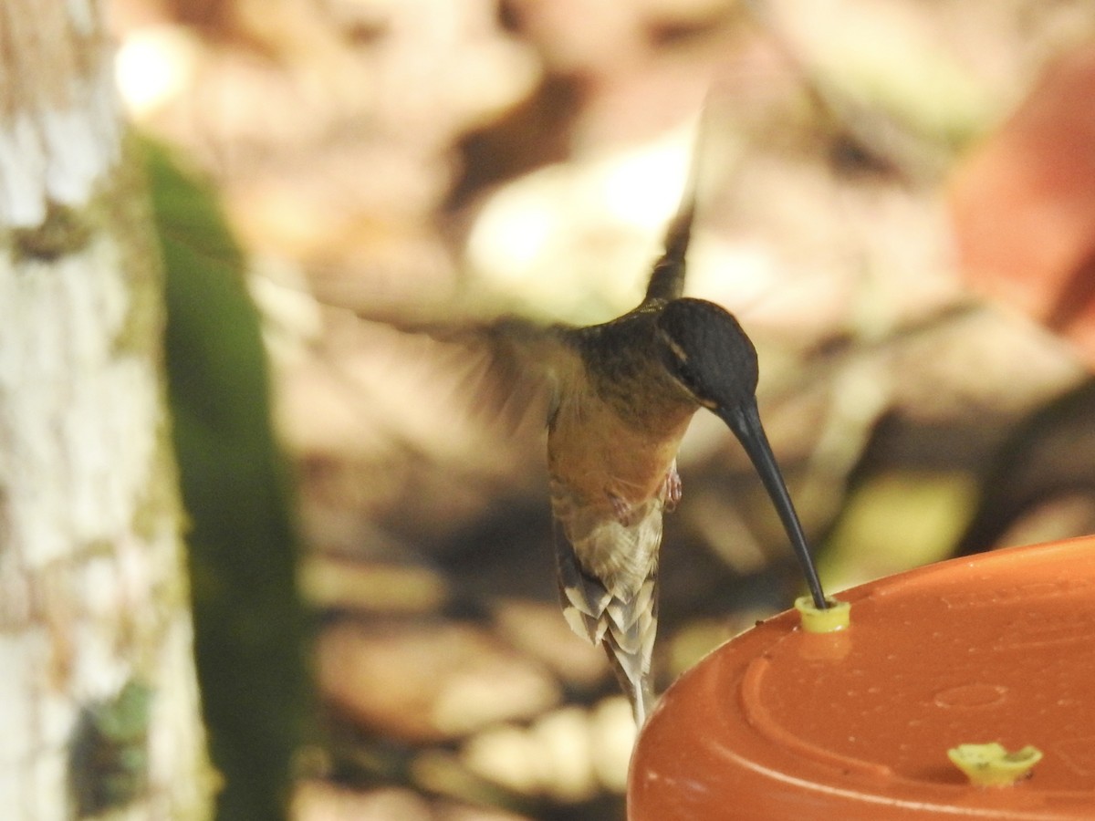 Great-billed Hermit - ML623711646