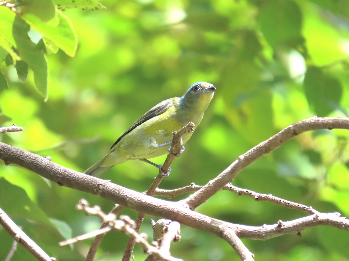 Elegant Euphonia - ML623711656