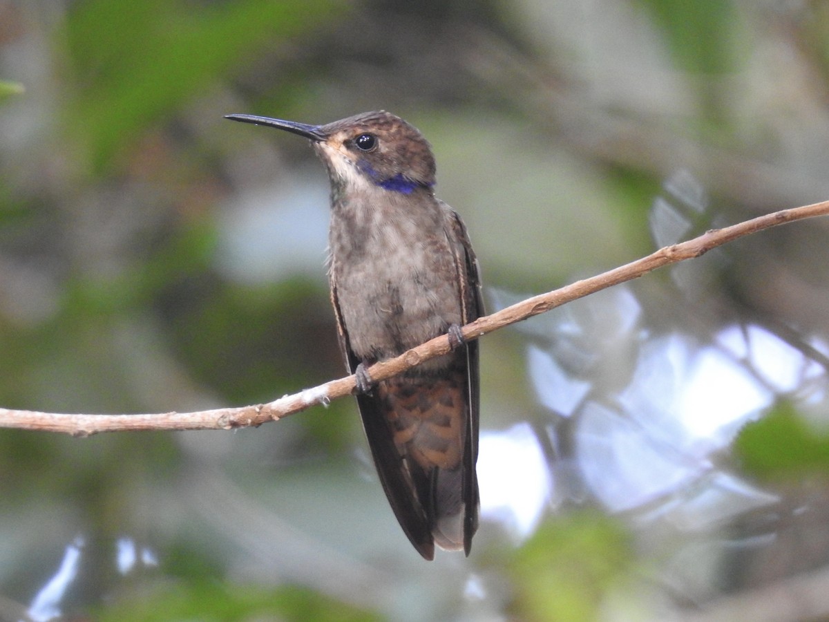 Brown Violetear - ML623711657