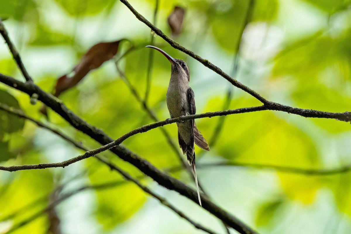 Great-billed Hermit - ML623711682