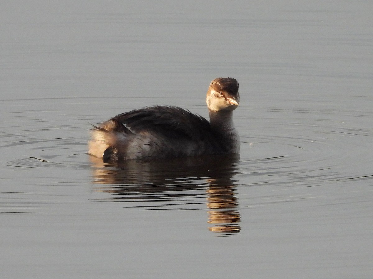 Pied-billed Grebe - ML623711713