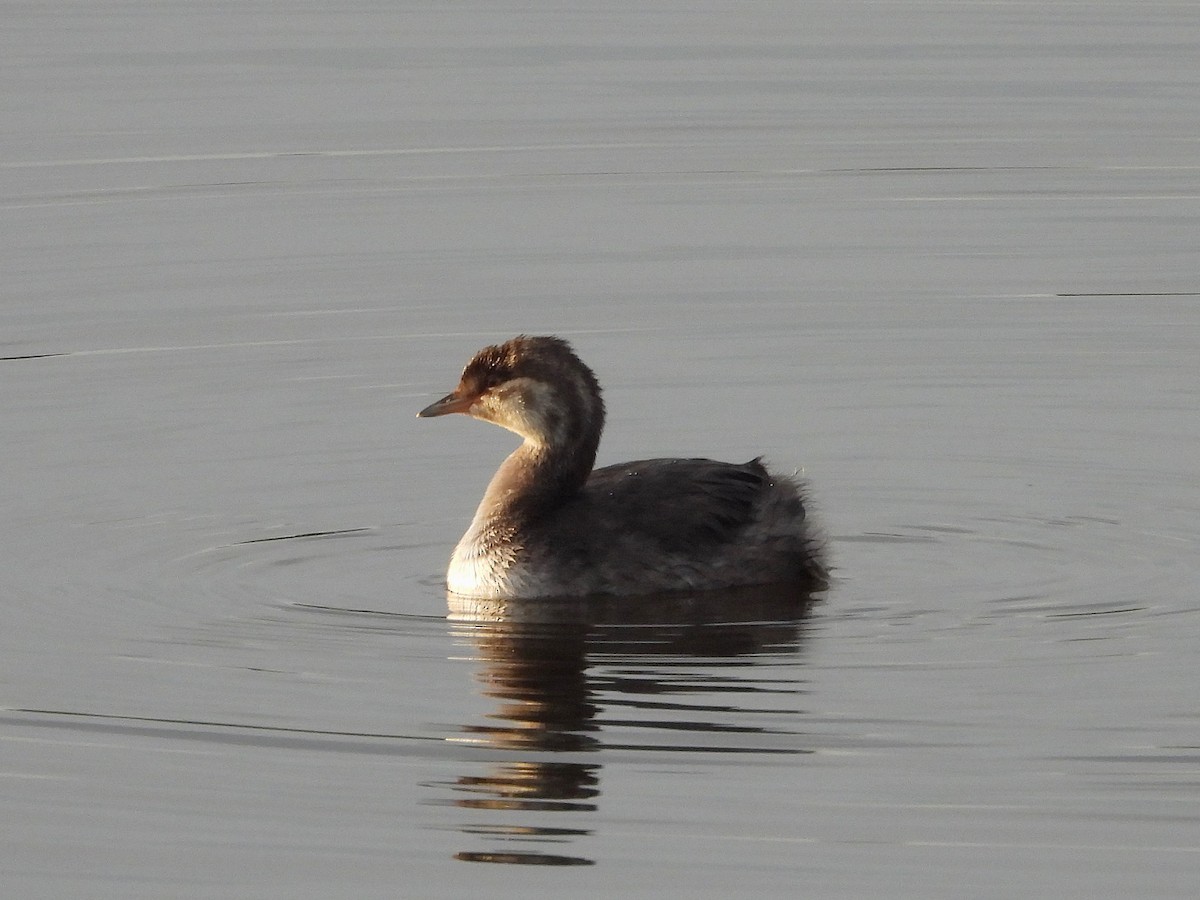 Pied-billed Grebe - ML623711714