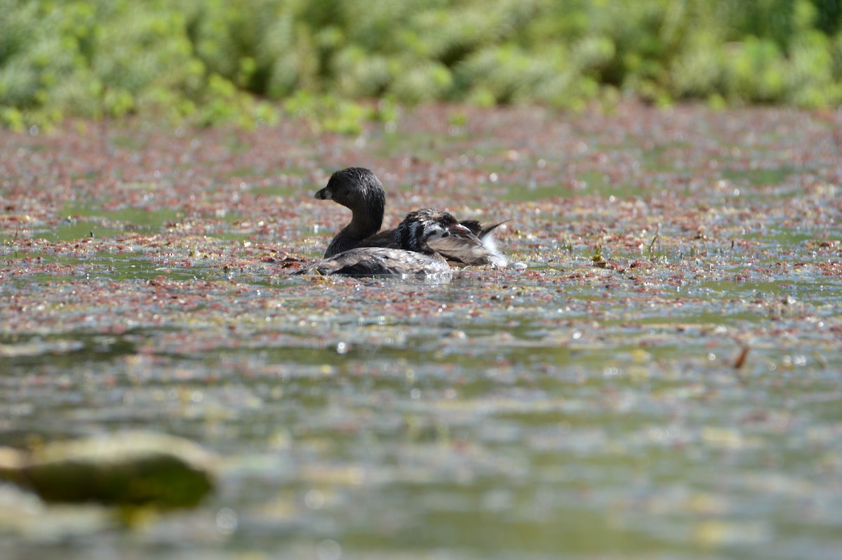 Pied-billed Grebe - ML623711731